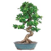 ficus retusa bonsai