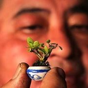 bonsai in miniatura