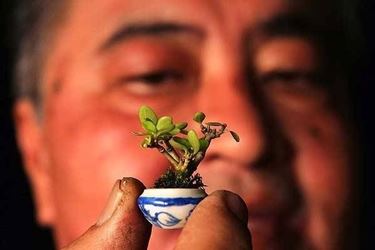 bonsai in miniatura