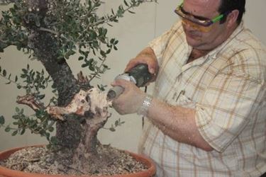 coltivazione bonsai