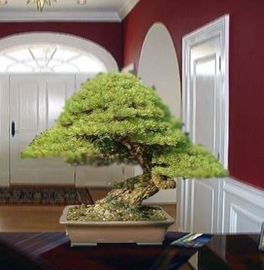 bonsai grande