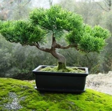 bonsai giapponese