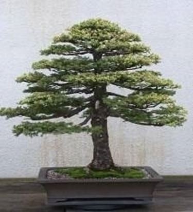 bonsai