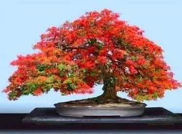 bonsai