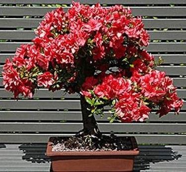 bonsai