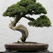 bonsai