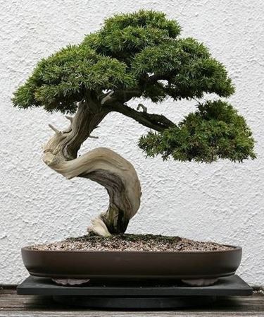 bonsai