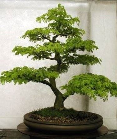 bonsai