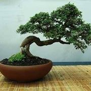 vaso bonsai