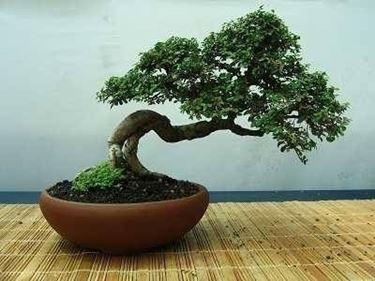 vaso bonsai