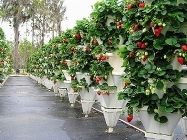 coltivazione di fragole