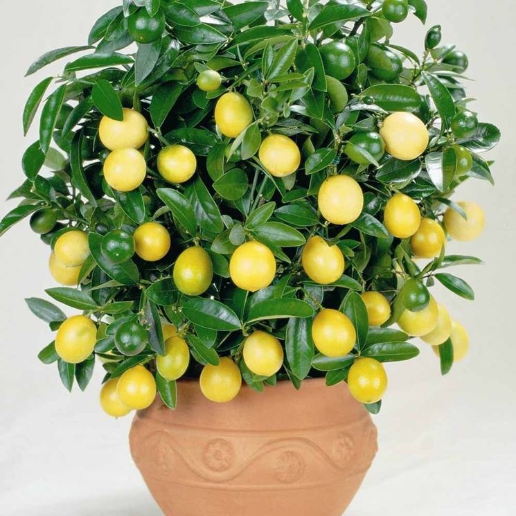 pianta casalinga di limoni