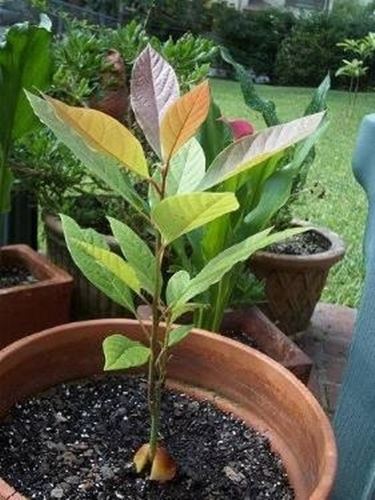 pianta di avocado 