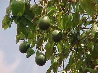 coltivare avocado 
