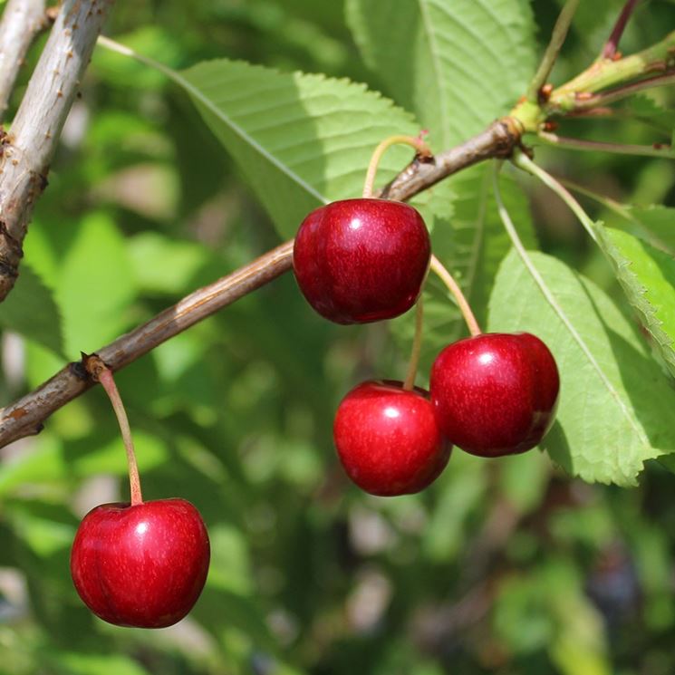 malattia ciliegio