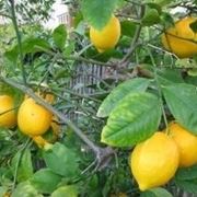 limoni concime 