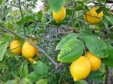 limoni concime 