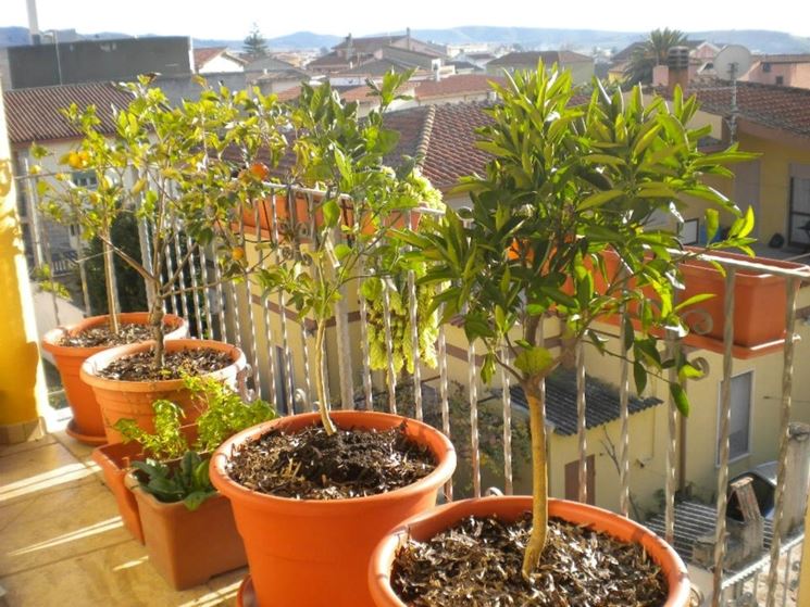 frutteto sul balcone