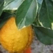 innesto limone
