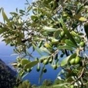 periodo innesto olivo