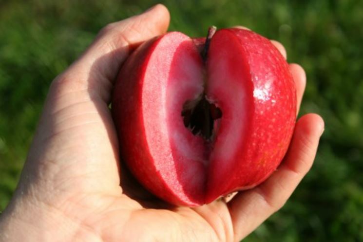 red love apple