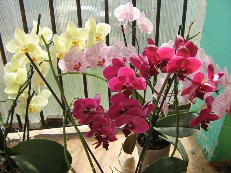 Piante di phalaenopsis in fiore