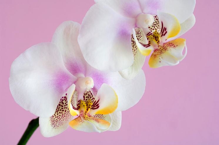 Fiori di orchidea