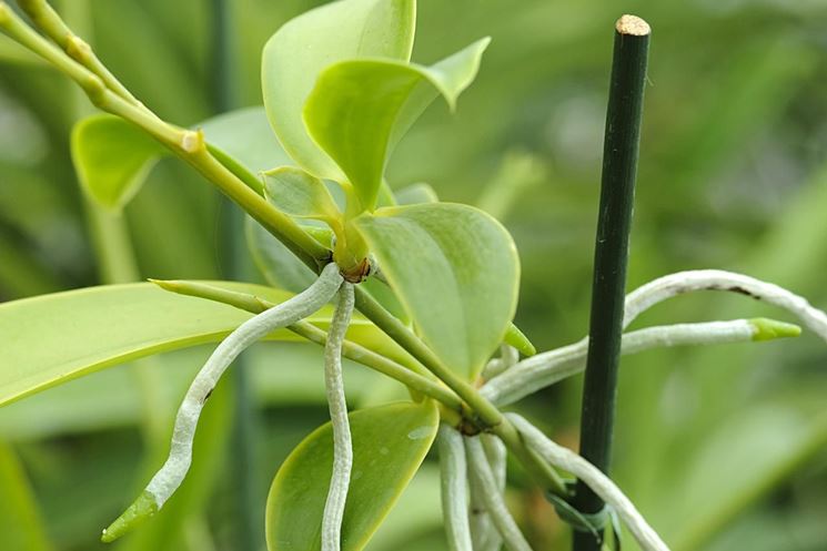 Foglie di orchidea in piena salute