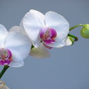 orchidee