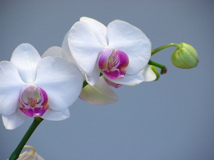 orchidee