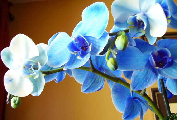 orchidee blu