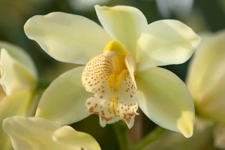 orchidea cimbidium