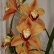 concimare orchidee