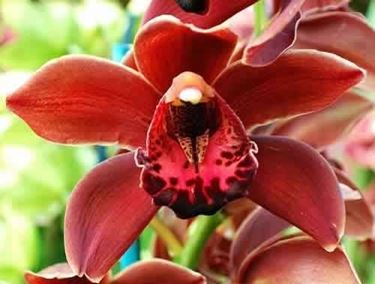 orchidea