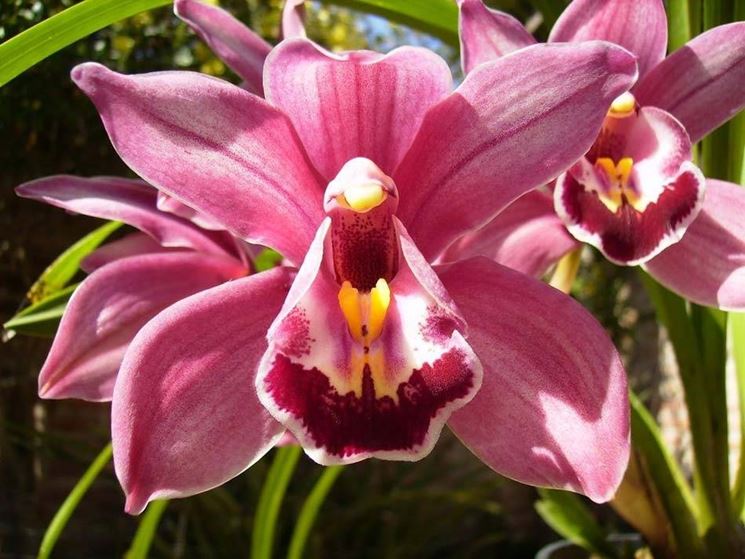 orchidee