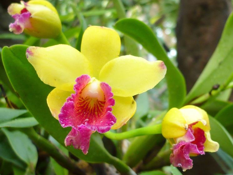 yellow orchid