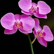 orchidee