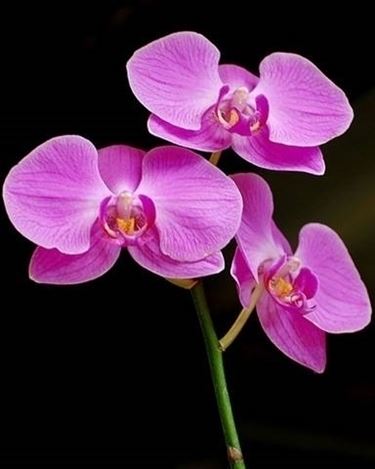 orchidee