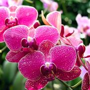 fiori di orchidea phalaenopsis