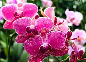 Orchidea cura