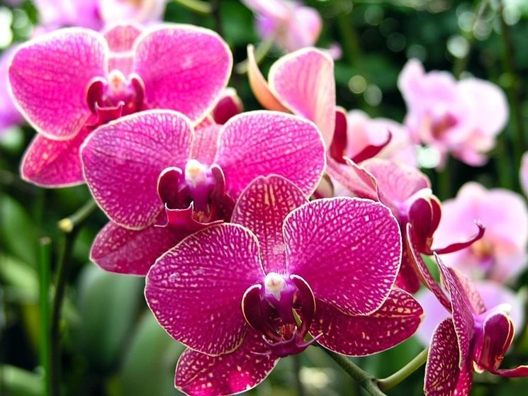 fiori di orchidea phalaenopsis