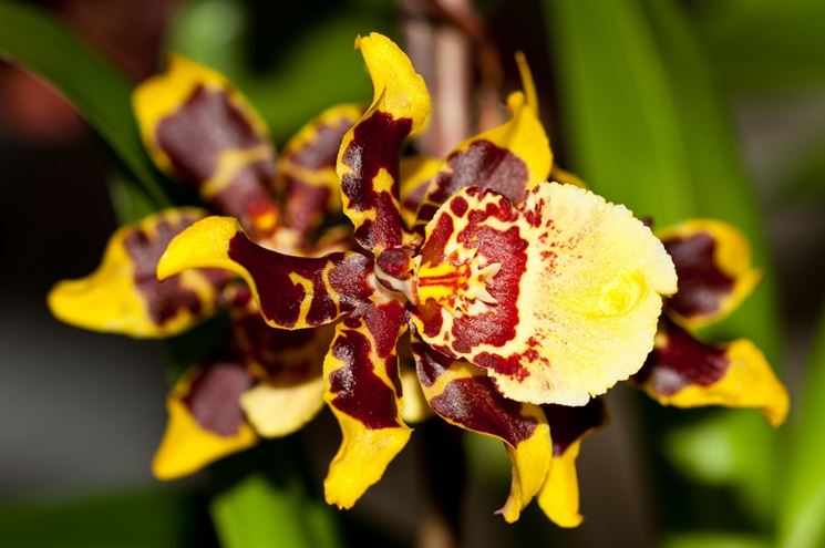fiore di orchidea cambria