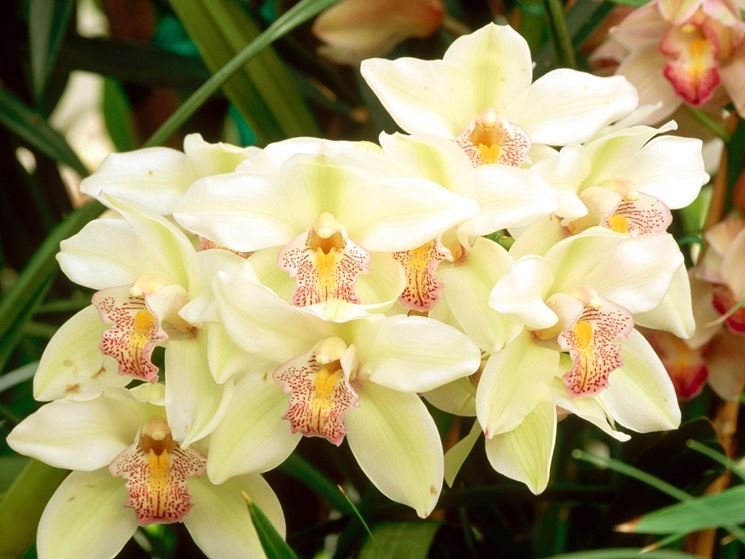 cymbidium