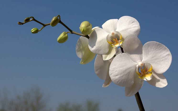 fiori di orchidee bianche