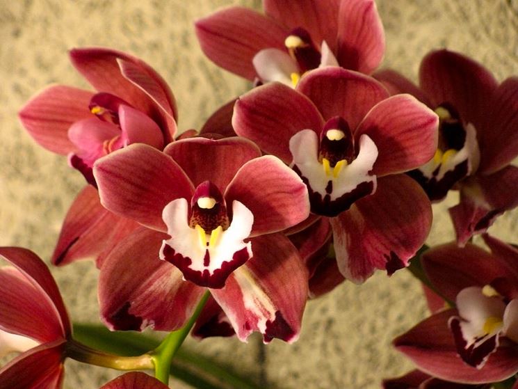 orchidea cymbidium