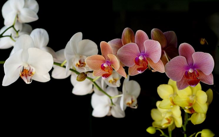 orchidee colorate