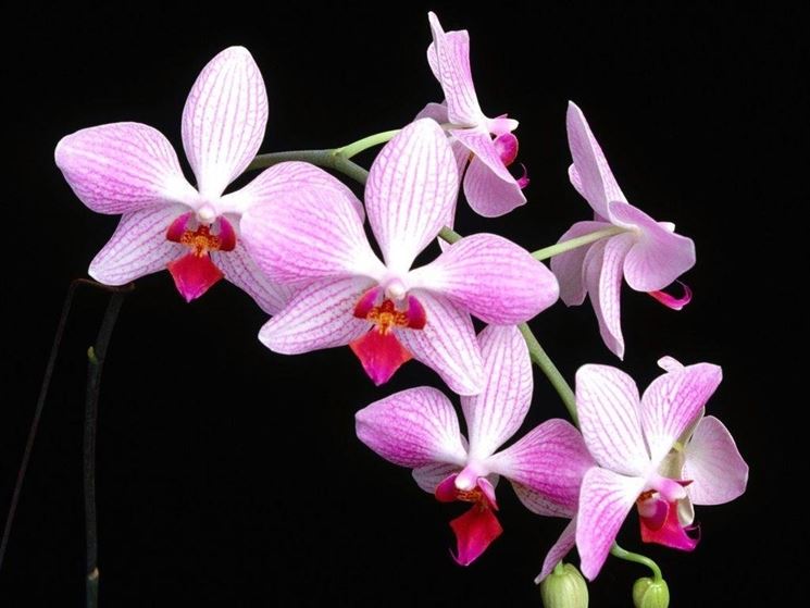 Fiori d'orchidea