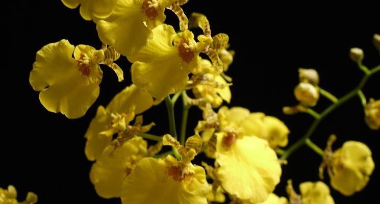 La morfologia delle orchidee oncidium