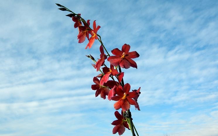 orchidee cambria pianta