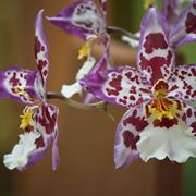 cambria orchidea